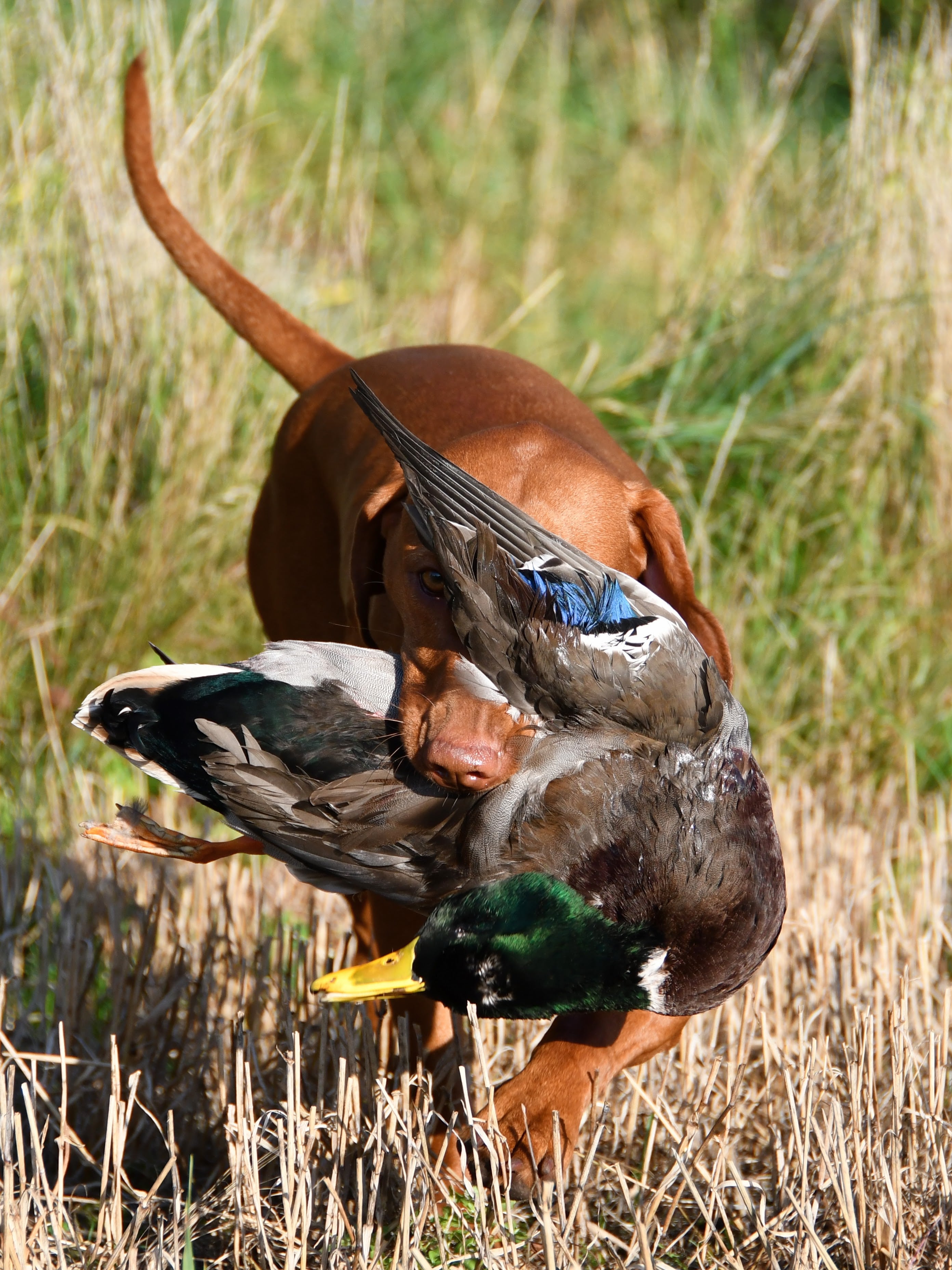 Kommende arrangementer
